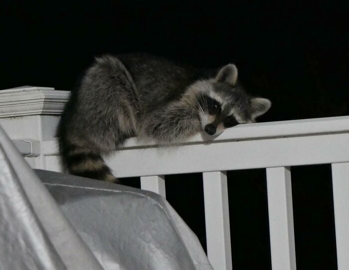 Raccoon relaxing on a balcony railing, nighttime scene, urban wildlife.