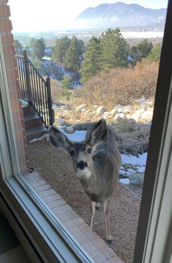 Adorable donkey looking inside through glass door in a rural setting.