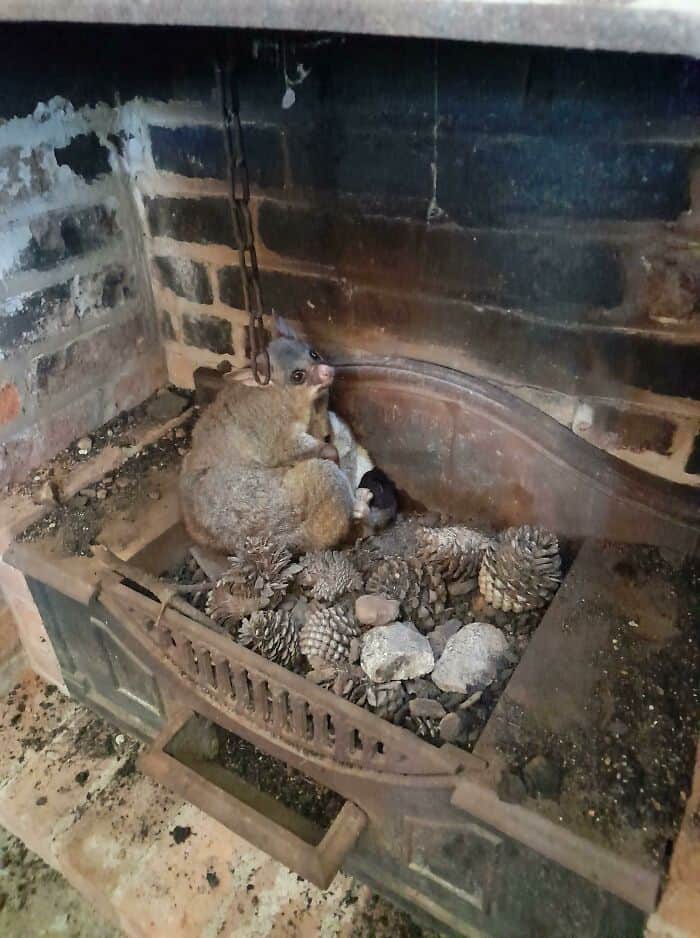 Adorable squirrel sitting on a fireplace hearth surrounded by pinecones and rocks, creating a charmi.
