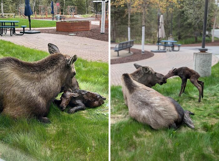Wild boars interacting with a small puppy in a park setting.