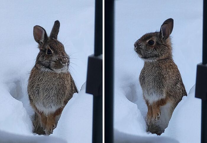 Adorable wild rabbit standing in snow, captured in a natural winter setting.