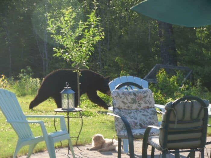 Outdoor scene with a dog and garden furniture.