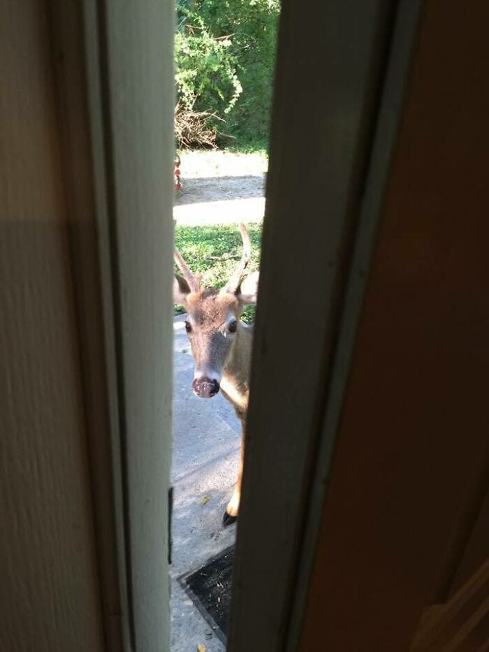 Deer peering through a slightly open door, looking inside with curiosity.