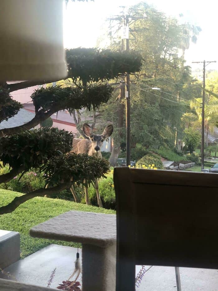 Deer peeking through a garden with trees, bushes, and power lines in a suburban setting during dayli.