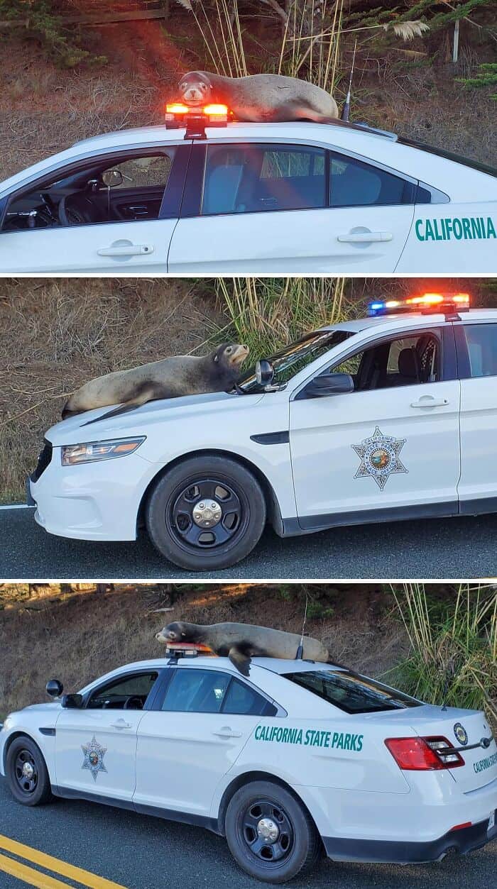Raccoons on police cars, humorous wildlife scene with California State Parks vehicles.
