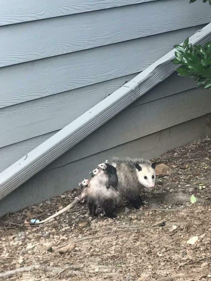 Odd-looking possum near house siding.