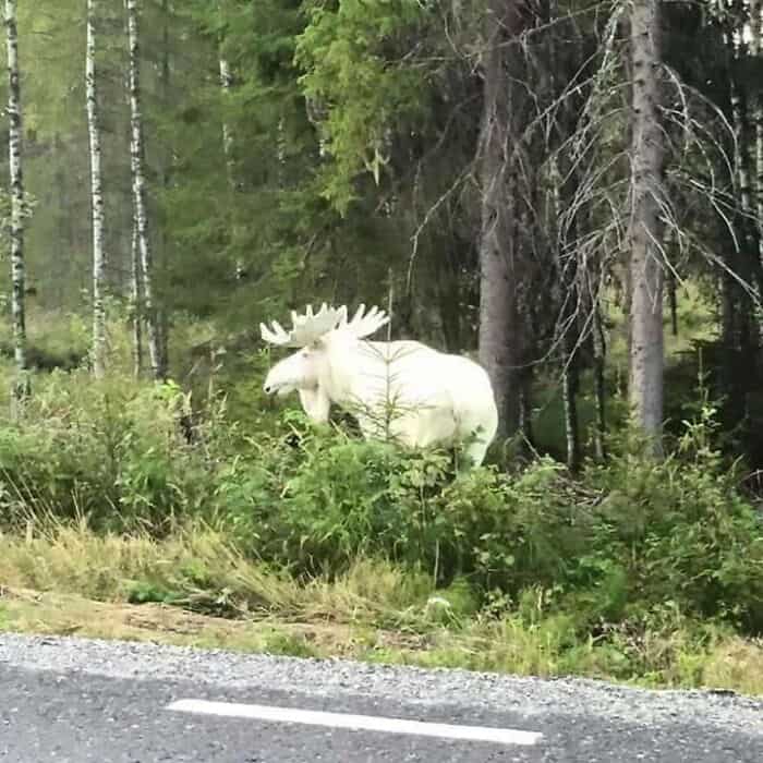 Moose standing among trees and bushes in a forested area.