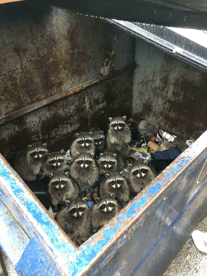 Raccoons gathered inside a dumpster, looking up at the camera with curious expressions.