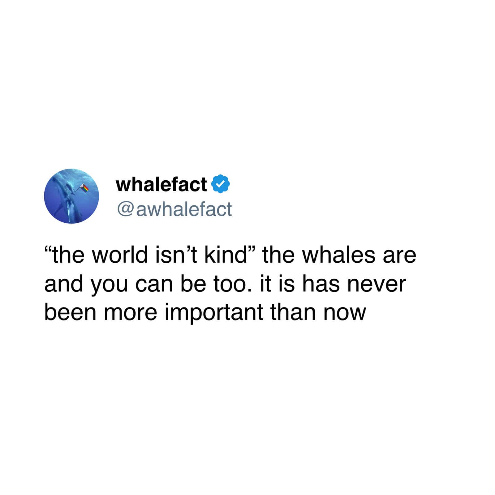 Whale Fact satirical tweet about whales and the world’s largest animal.
