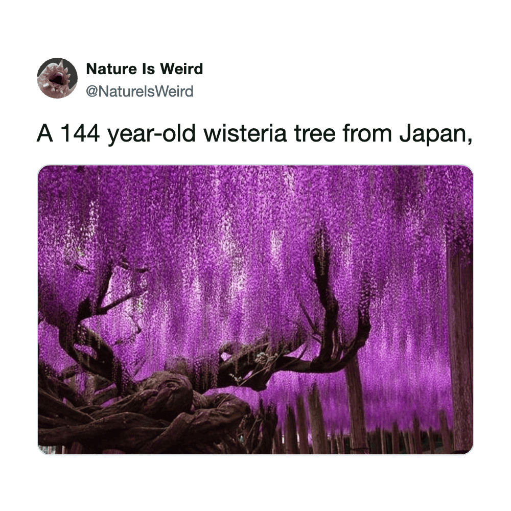 Wisteria tree in Japan with vibrant purple blossoms, showcasing its age and natural beauty.