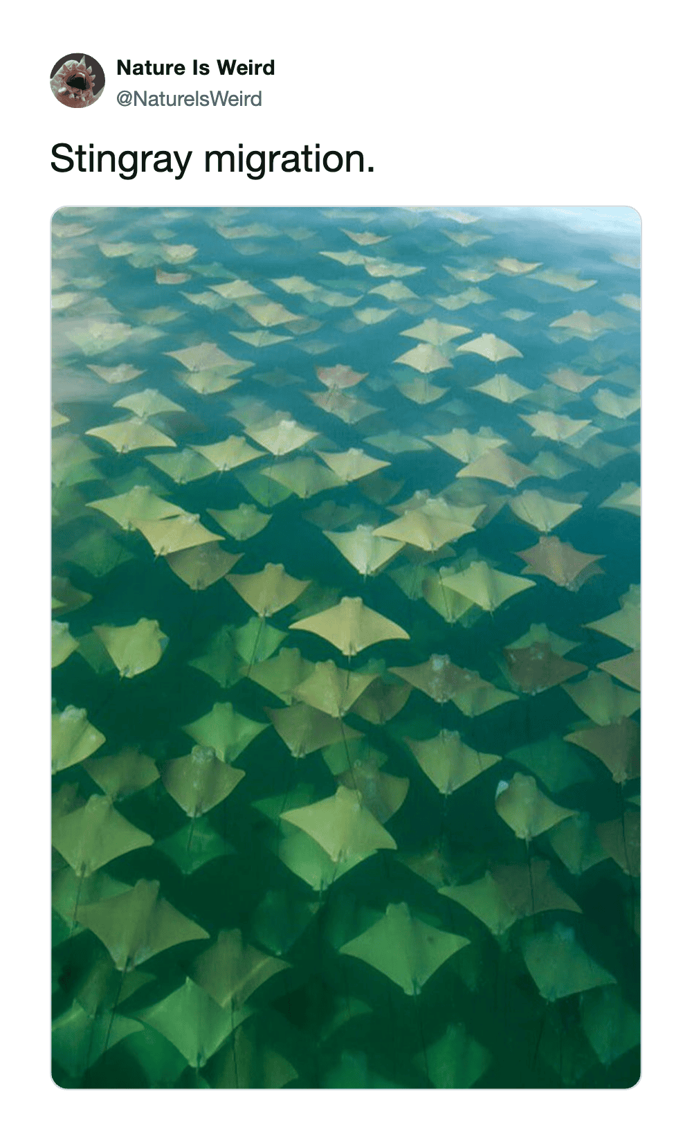 Aerial view of numerous lily pads resembling stingrays on a pond surface.