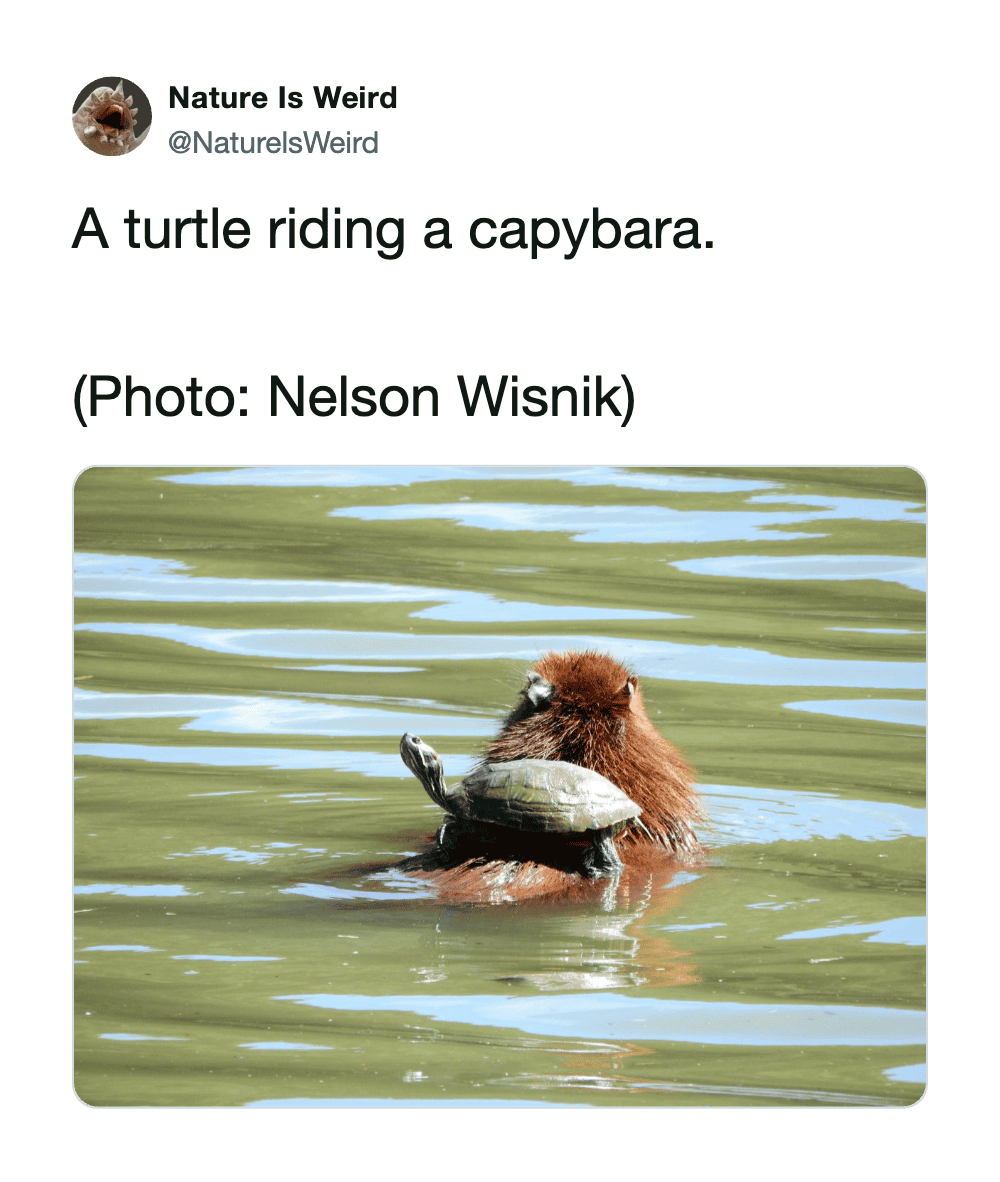 Turtle riding on a capybara in water, wildlife scene, nature photography.