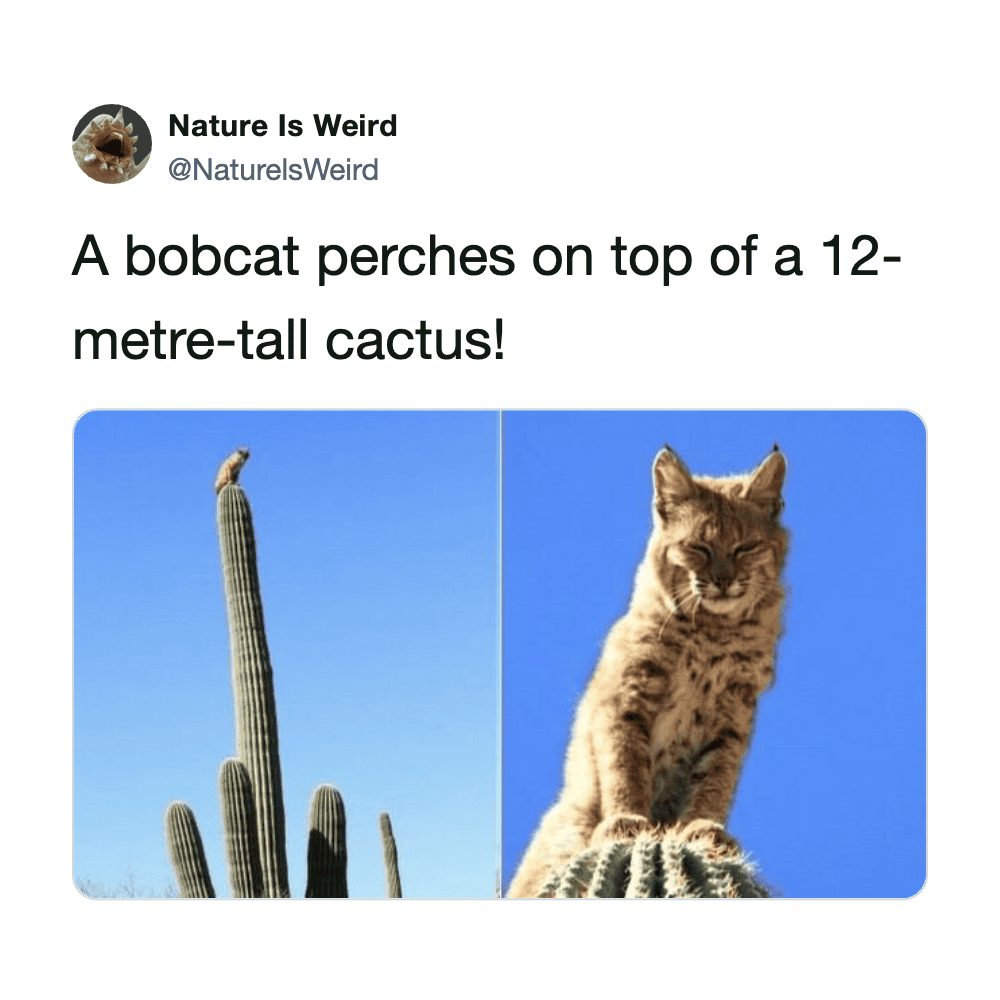 Cactus with a bobcat sitting on top, showcasing wildlife and desert scenery.