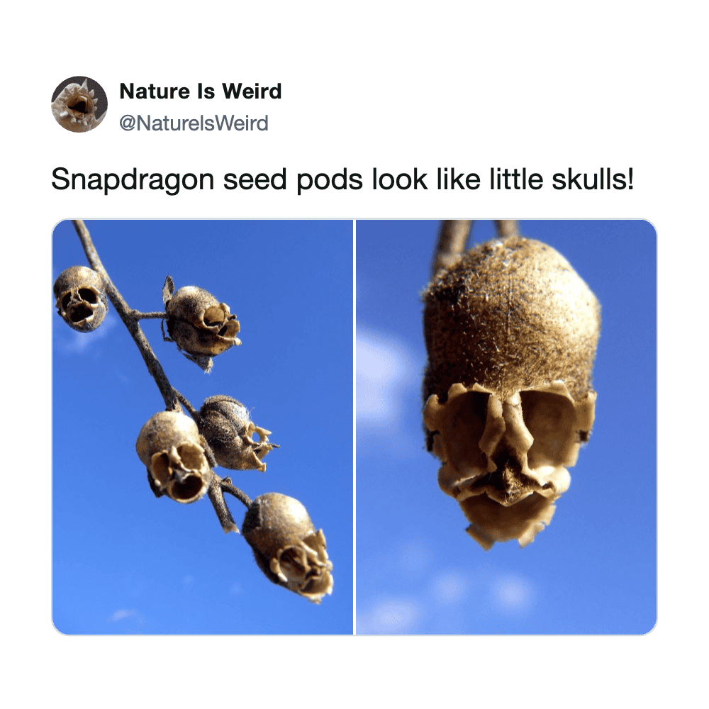Close-up of Snapdragon seed pods that look like tiny skulls against a blue sky background.