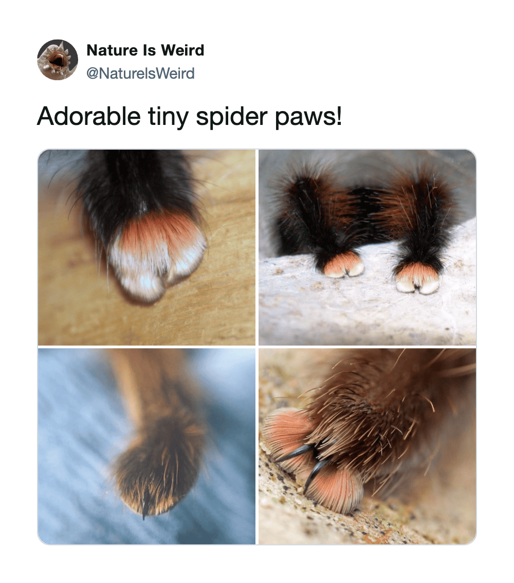 Adorable tiny spider paws with soft, fuzzy hair and delicate pinkish pads, showcasing the tiny detai.