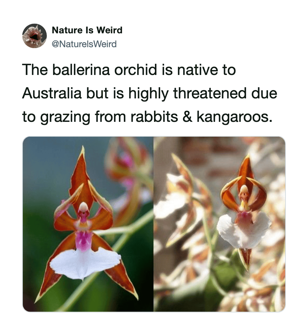 Ballerina orchid flower, native to Australia, threatened by rabbits and kangaroos grazing.