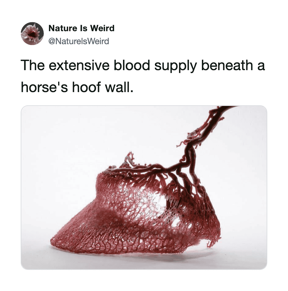 Blood supply beneath a horse's hoof wall, showing detailed vascular structures.