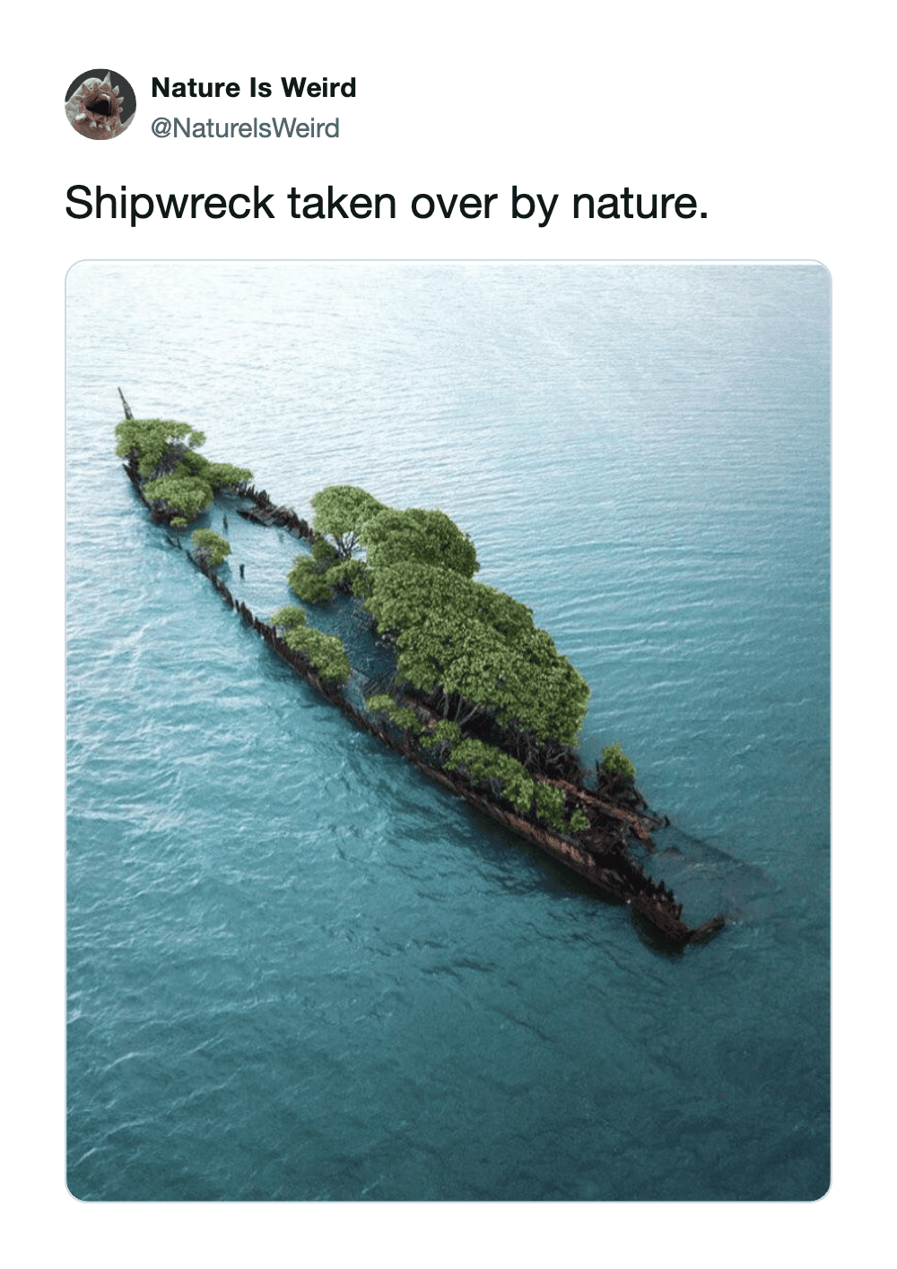 Shipwreck surrounded by lush greenery in the ocean.