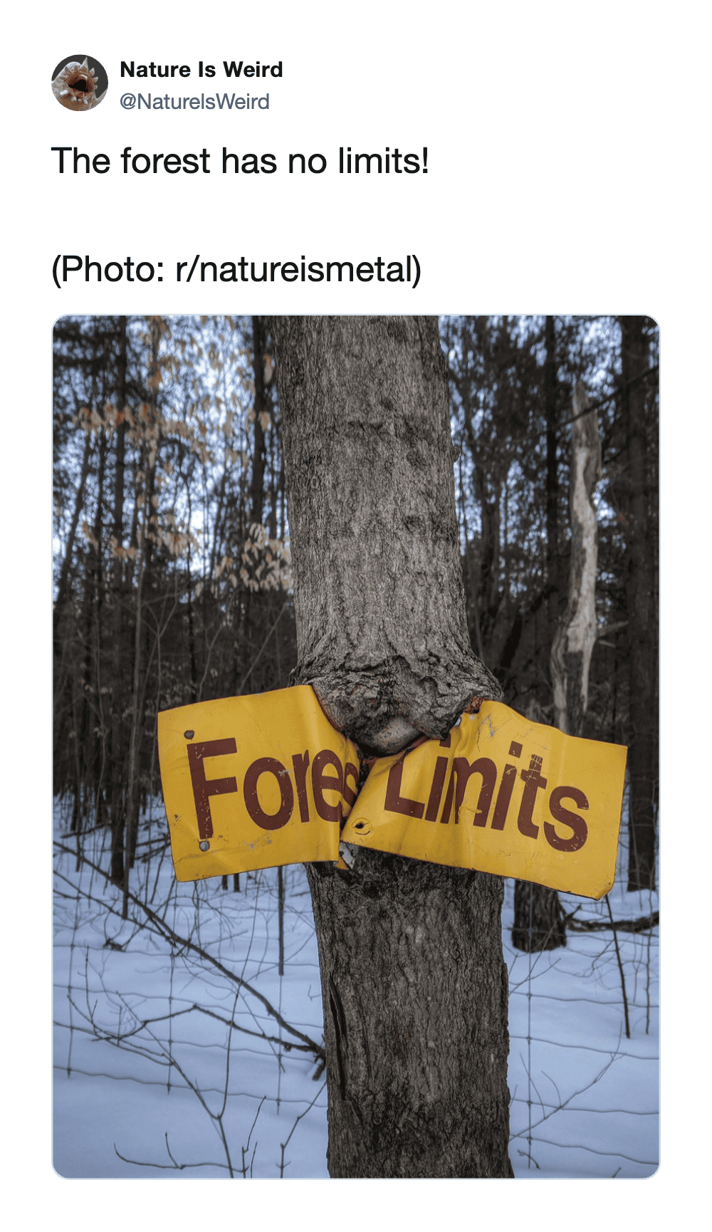 Tree with a broken "Forest Limits" sign in a snowy forest setting.