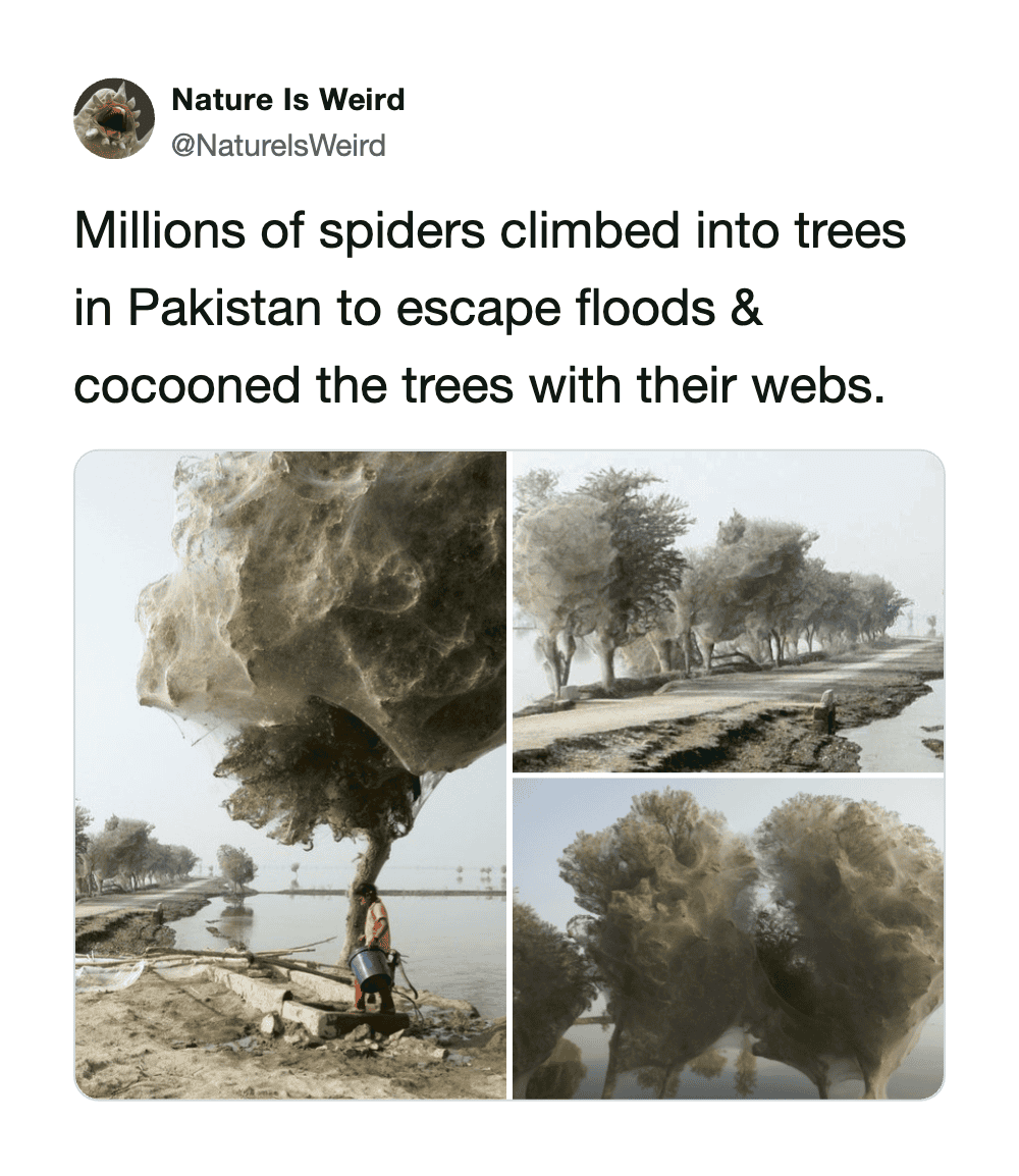 Spiders climbing trees to escape floods in Pakistan, cocooning branches with webs.