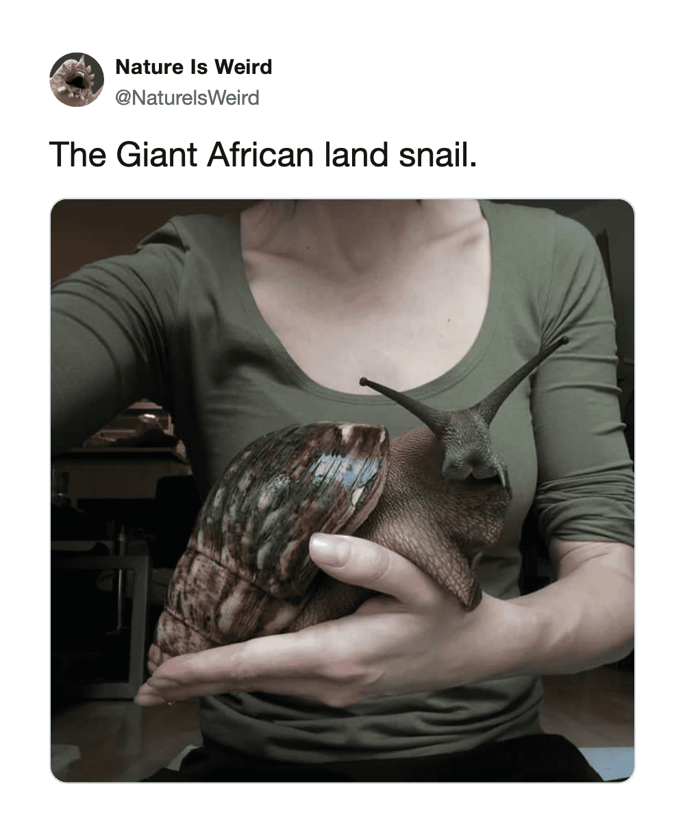 Giant African land snail held in a person's hand, showcasing its large shell and slow movement.