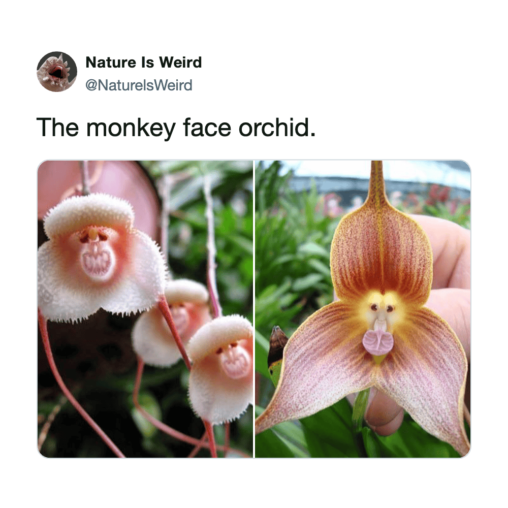 Close-up of a monkey face orchid showing its distinctive flower resembling a monkey's face with deta.