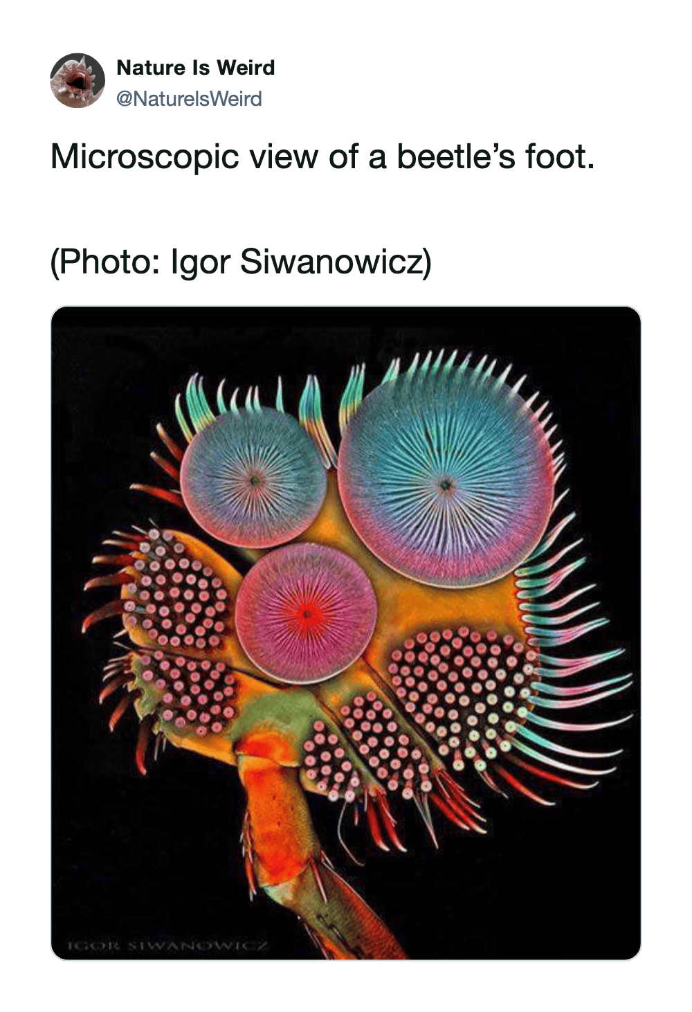 Close-up of a beetle's foot showing vibrant, colorful microscopic details and intricate patterns.