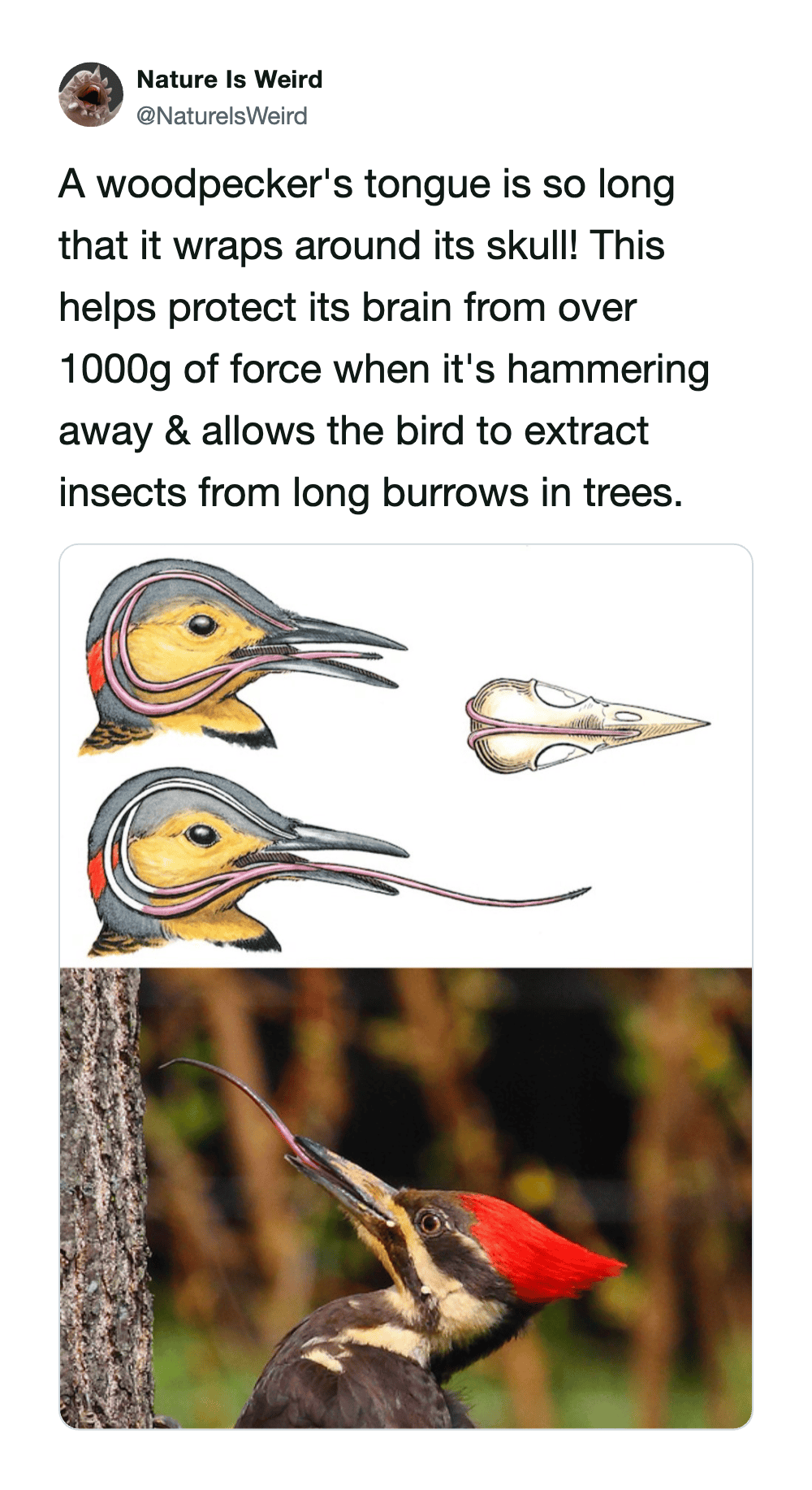 Woodpecker with extended tongue and skull diagram for insect extraction.