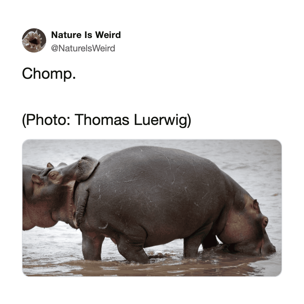 Hippo wading in water, showing its large body and head submerged, natural wildlife scene.