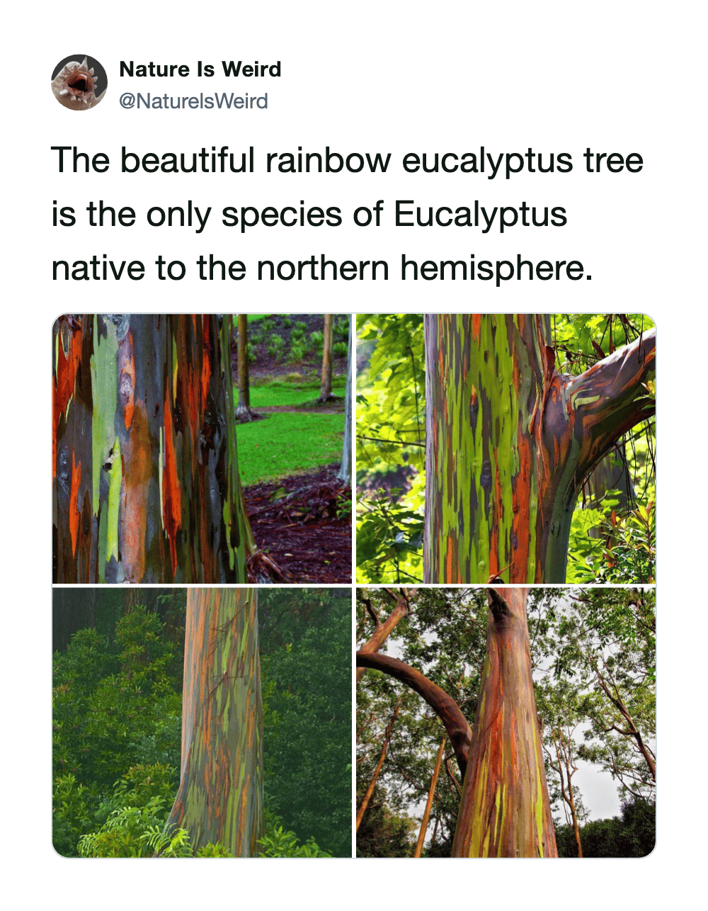 Rainbow eucalyptus tree with vibrant, multicolored bark in a natural forest environment.