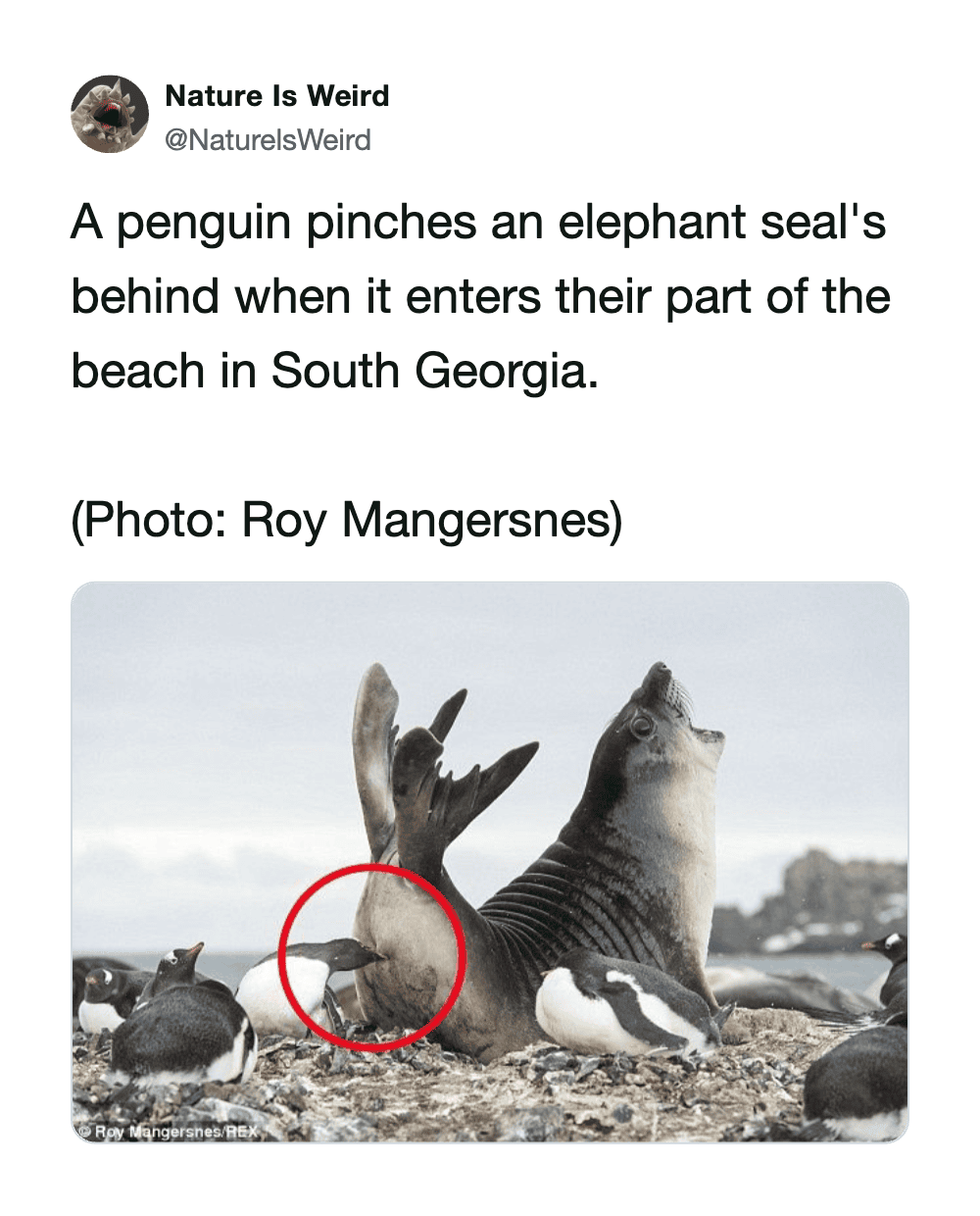 Penguin pinching an elephant seal's nose on the beach in South Georgia.