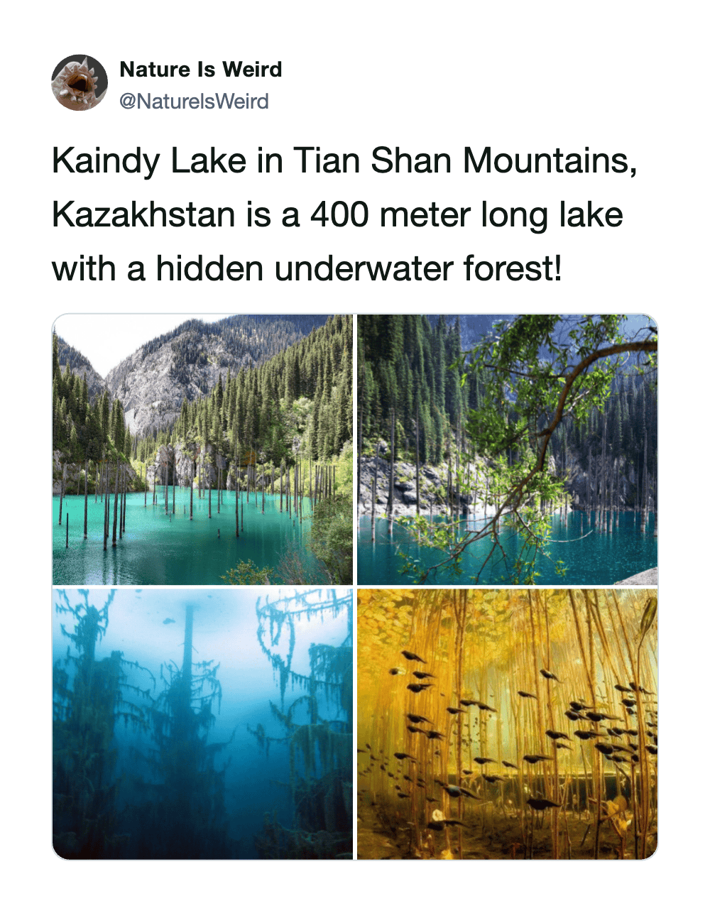 Kaindy Lake, Tian Shan Mountains, Kazakhstan, underwater forest.