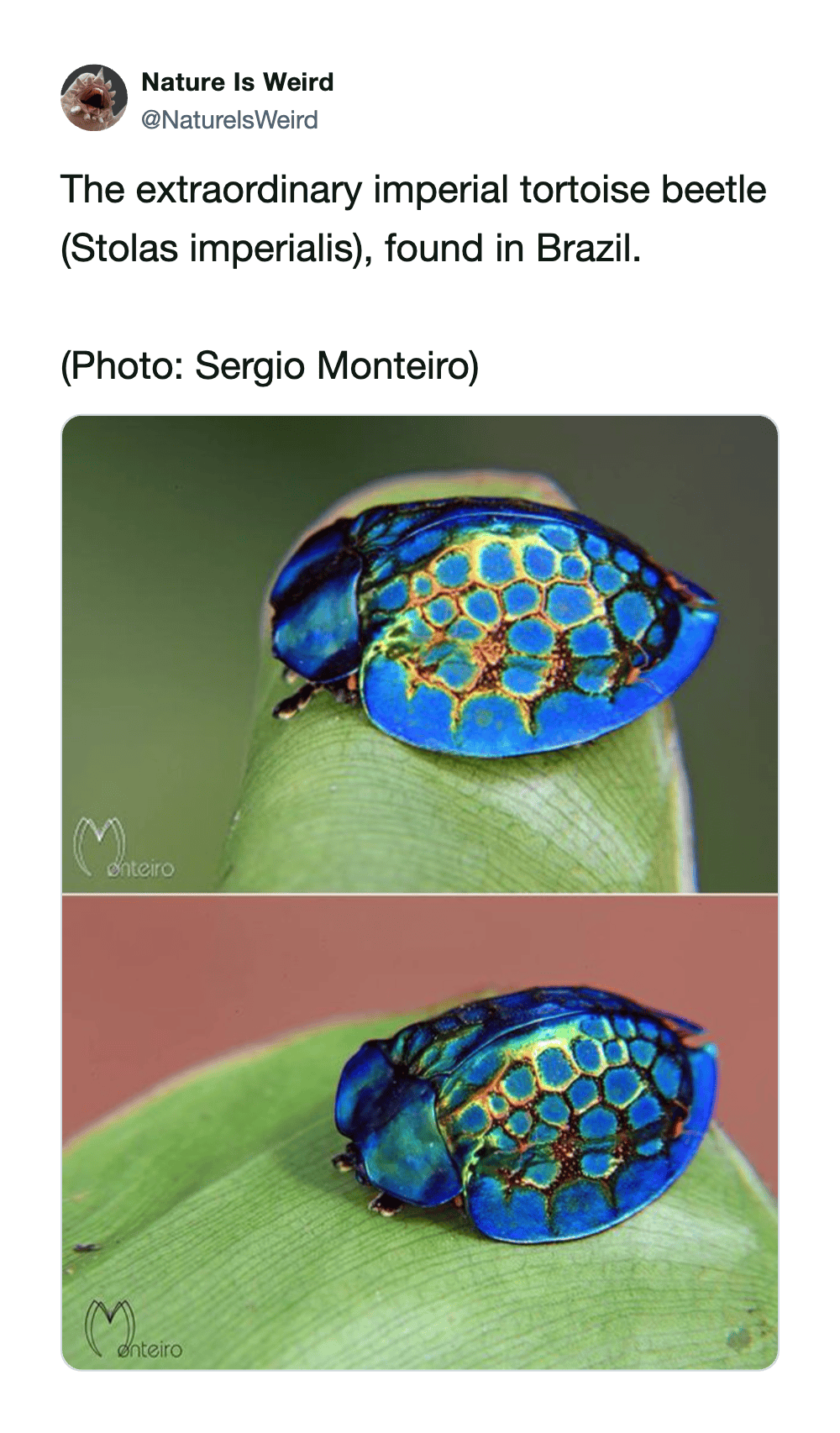 Close-up of a Stolas imperialis tortoise beetle with vibrant blue and gold patterned shell.