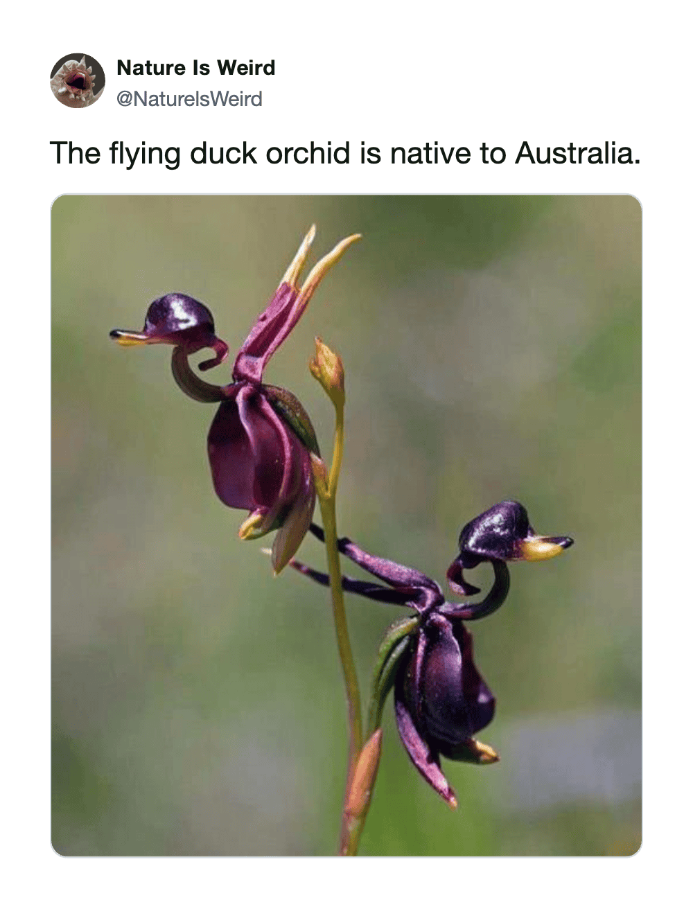 Unique flying duck orchid flower with purple and yellow petals, native to Australia.
