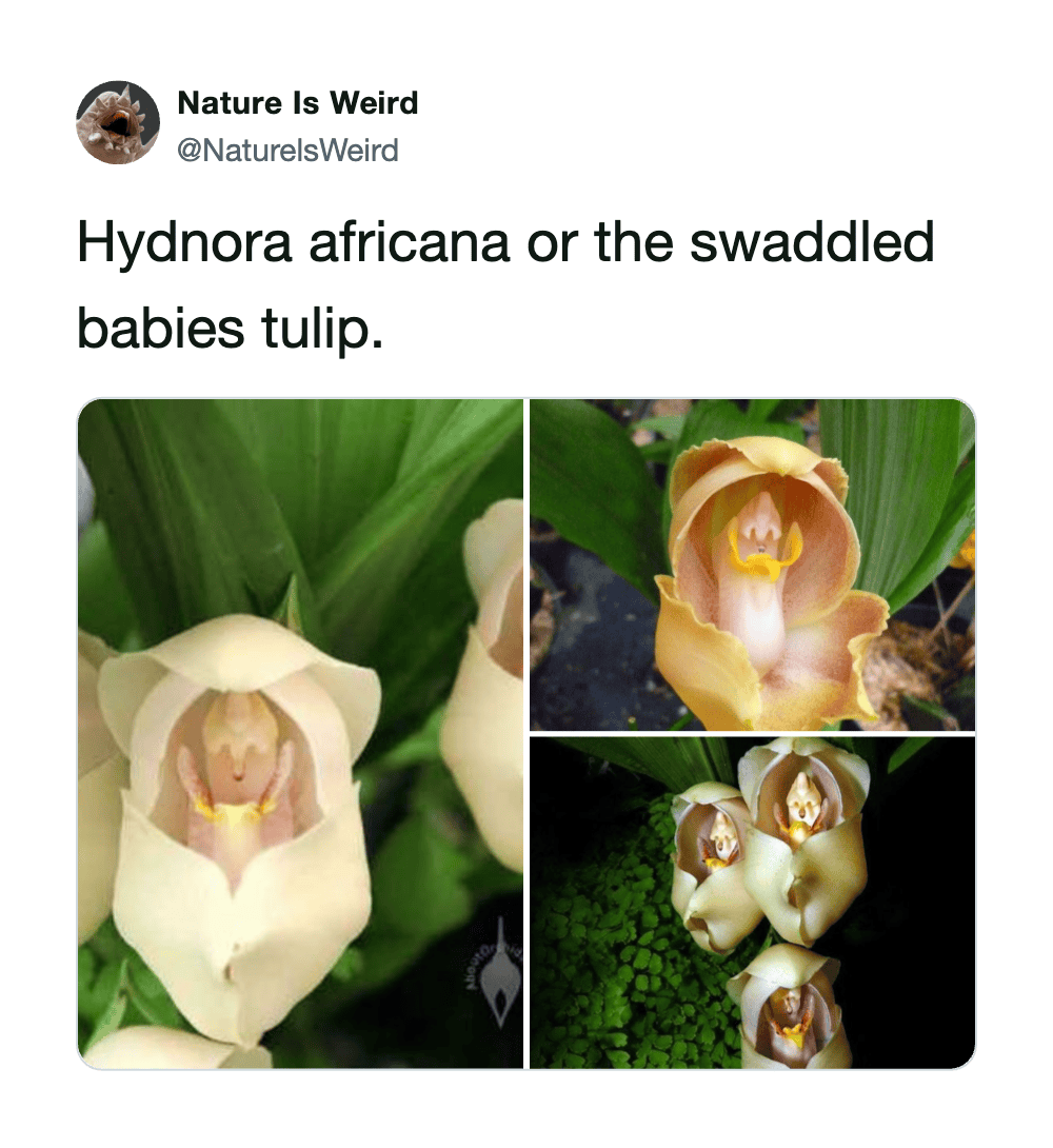 Close-up of Hydnora africana and baby tulip flowers with green leaves.