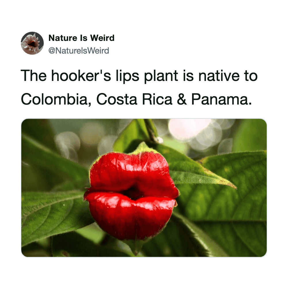 Lip-shaped fruit of a native plant from Colombia, Costa Rica, and Panama.