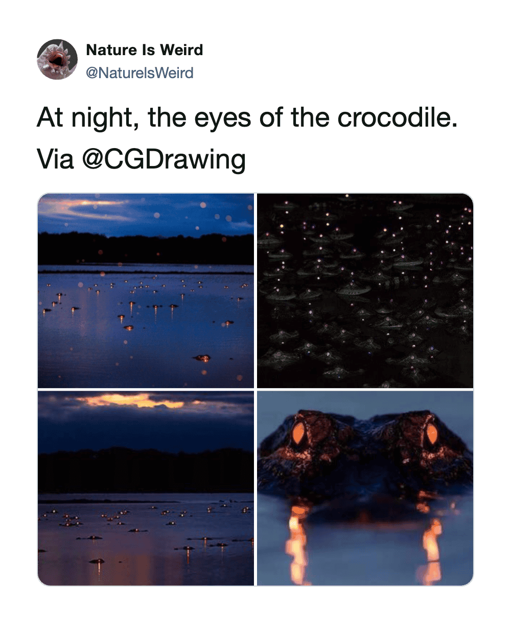 Night scene of a crocodile with glowing eyes reflected in water.