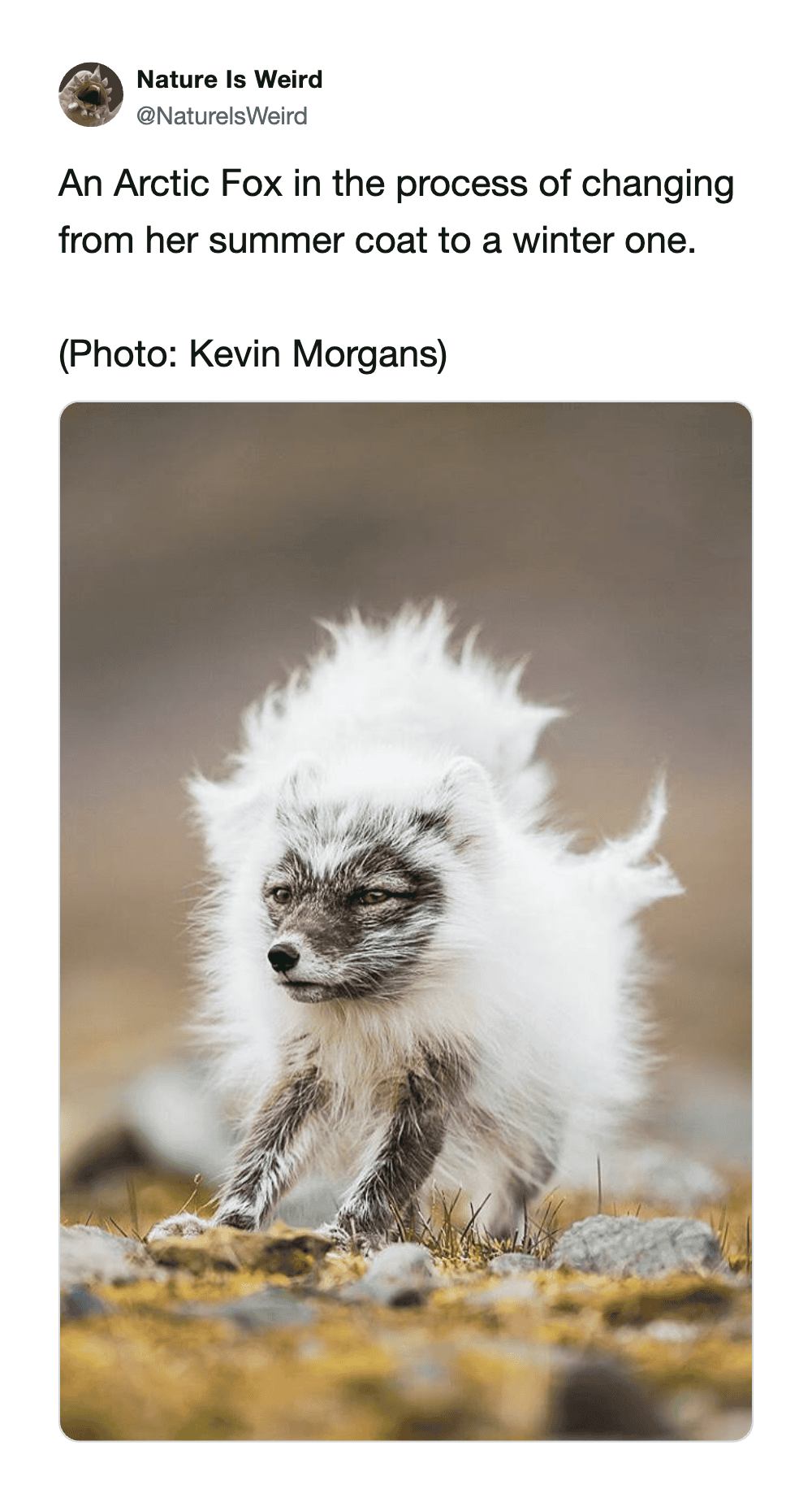 Arctic fox in transition from summer to winter coat, showing fluffy white fur and dark facial featur.