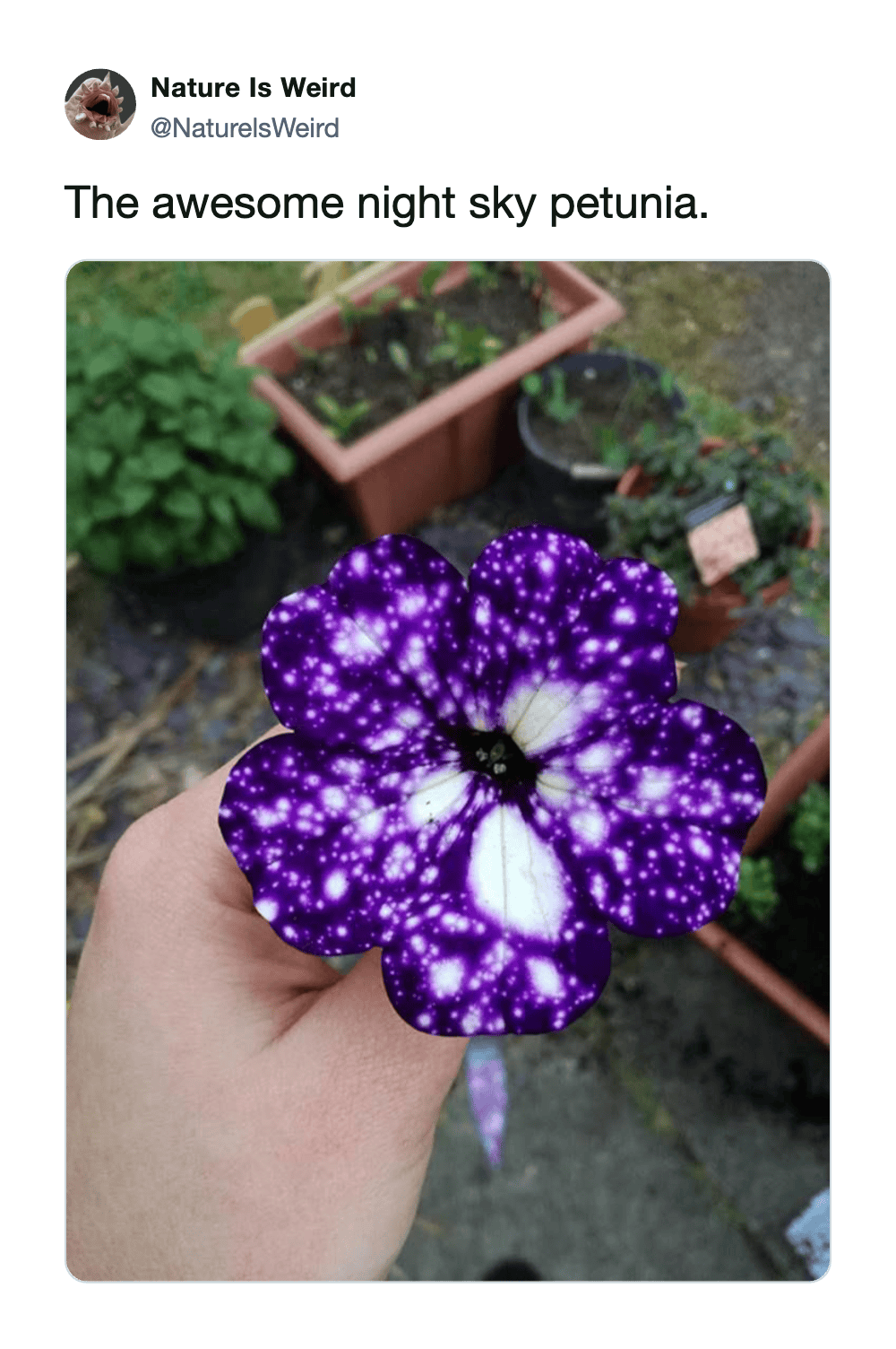 Vibrant night sky petunia flower with glowing purple and white patterns in a garden setting.
