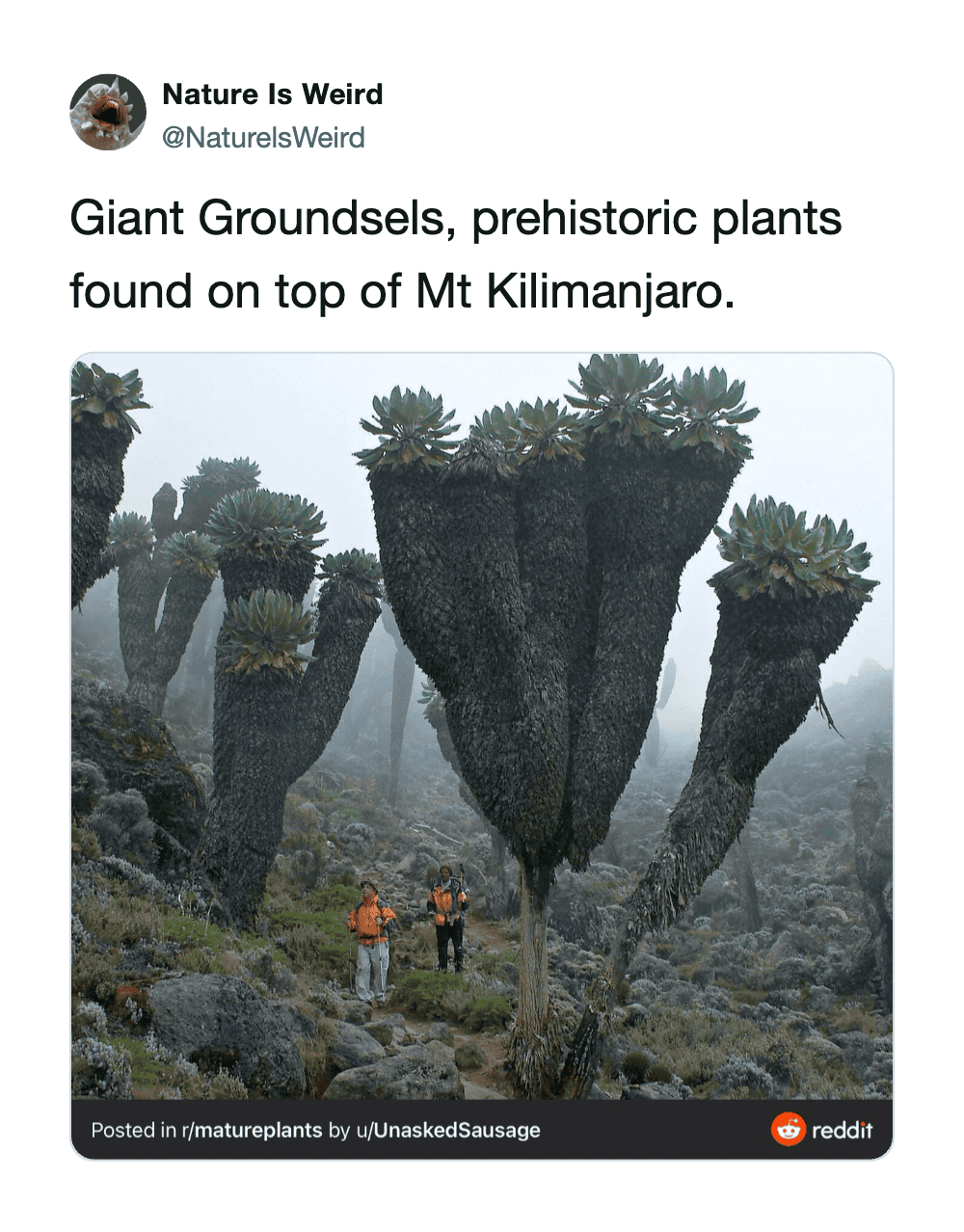 Prehistoric giant groundsel plants growing on top of Mt. Kilimanjaro with hikers nearby.
