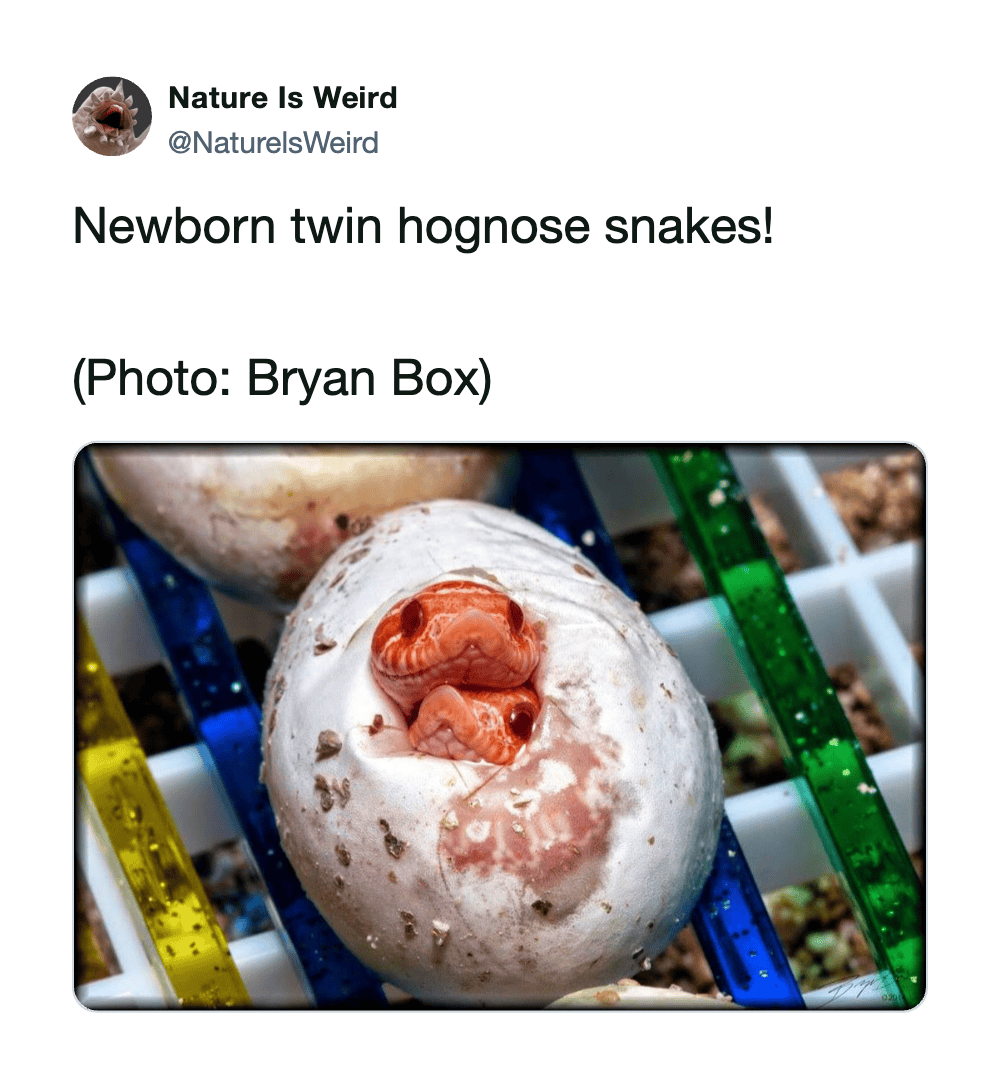 Close-up of two tiny hognose snake hatchlings in an egg, with colorful measuring tools in the backgr.