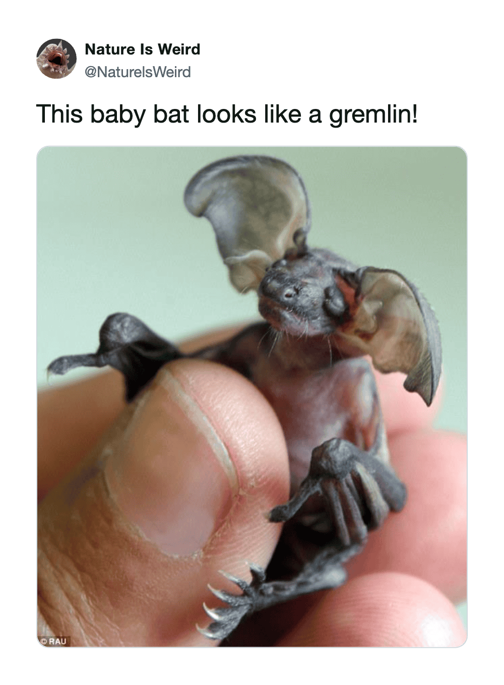 Small baby bat with large ears and tiny wings, held gently in hand.
