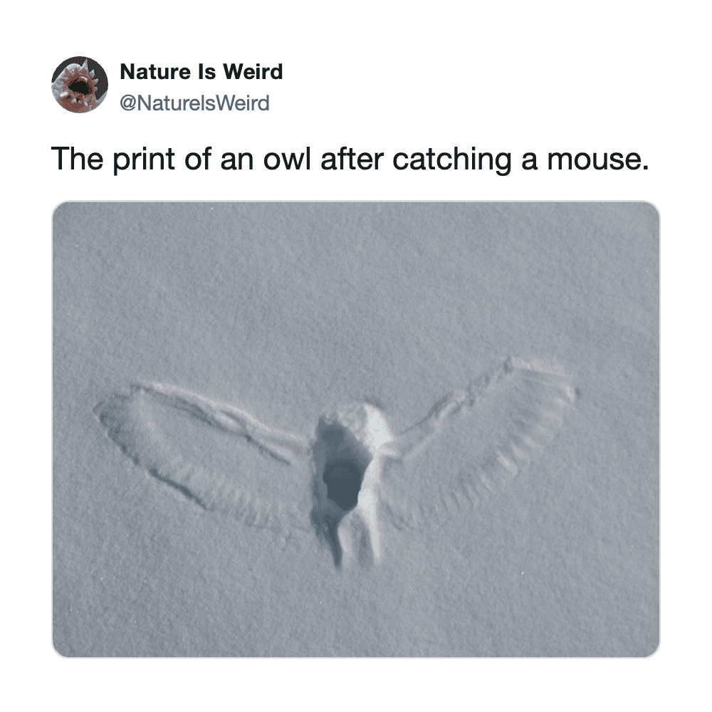 Owl footprint impression in fresh snow, resembling an owl with wings spread out.