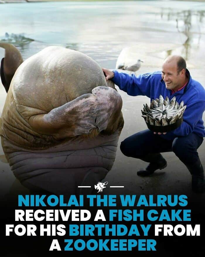 Walrus Nikolai enjoying fish cake from zookeeper at the water's edge.