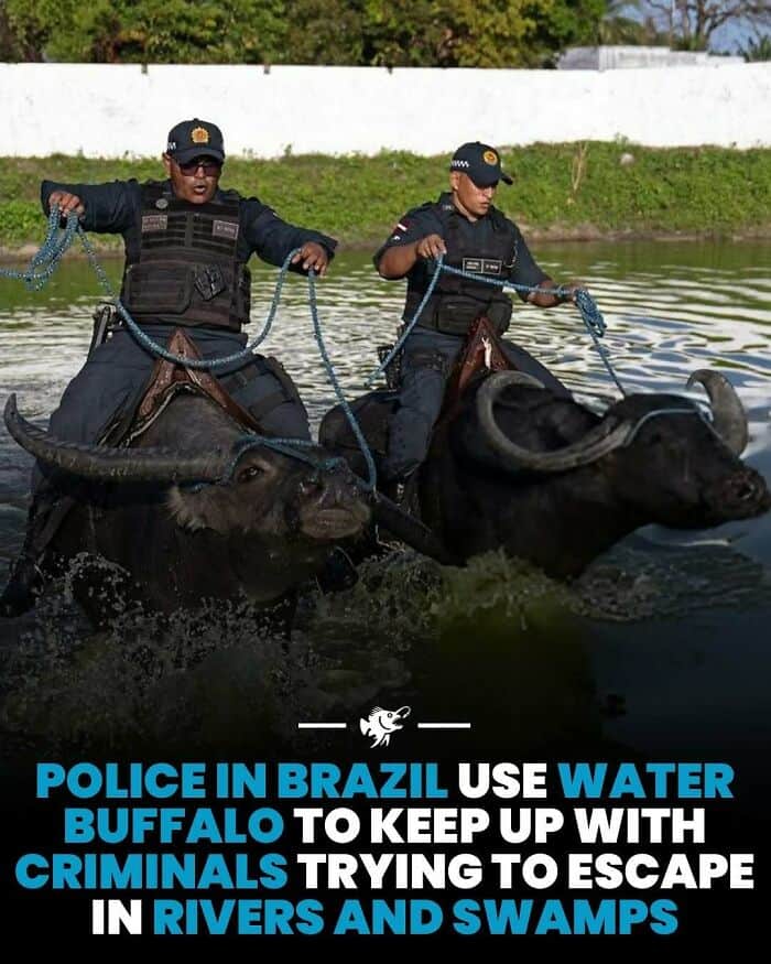 Brazilian police officers riding water buffalo to prevent criminals from escaping in rivers and swam.