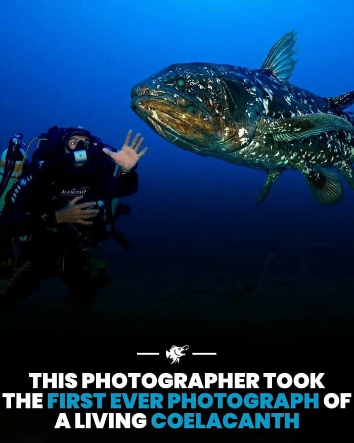 Diver photographing a giant coelacanth fish in deep ocean waters.
