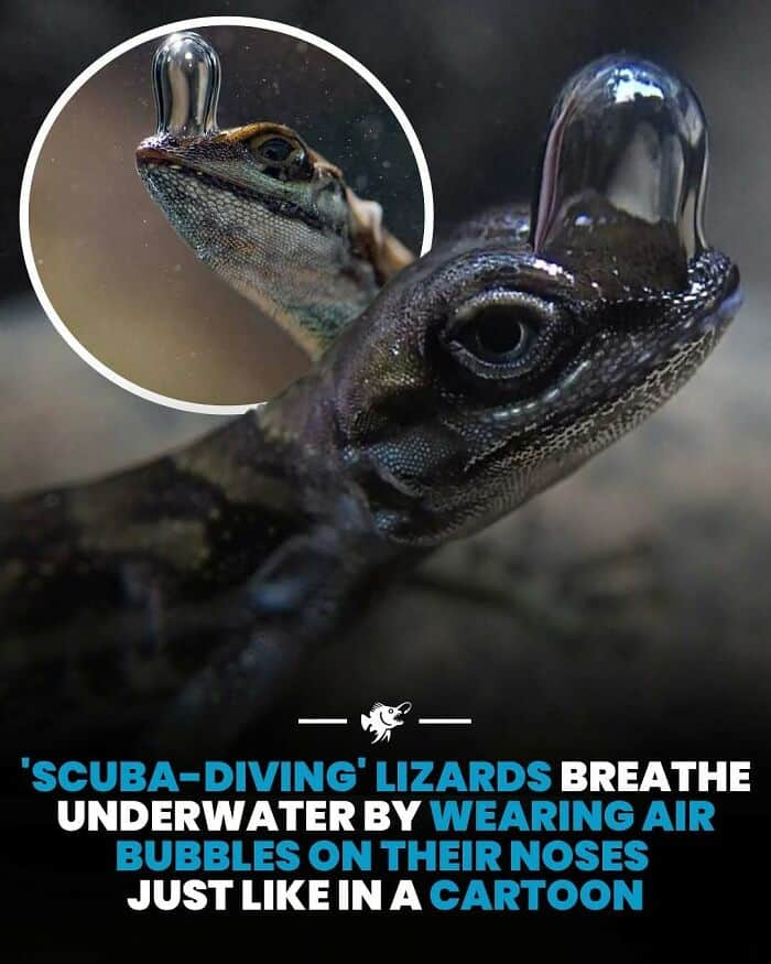 Close-up of a lizard underwater with air bubbles on its nose, resembling a cartoon character.