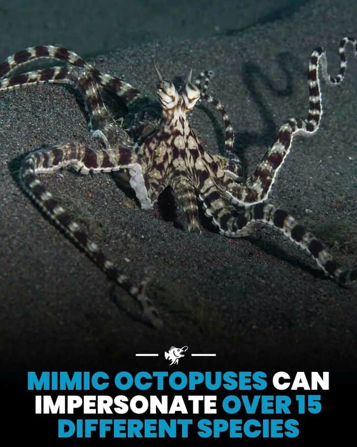 Mimic octopus on the ocean floor demonstrating its ability to imitate over 15 different marine speci.