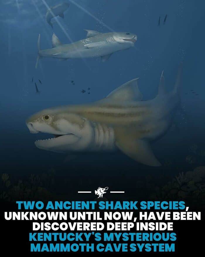 Two ancient shark species found deep inside Kentucky's mysterious mammoth cave system. Unknown until.