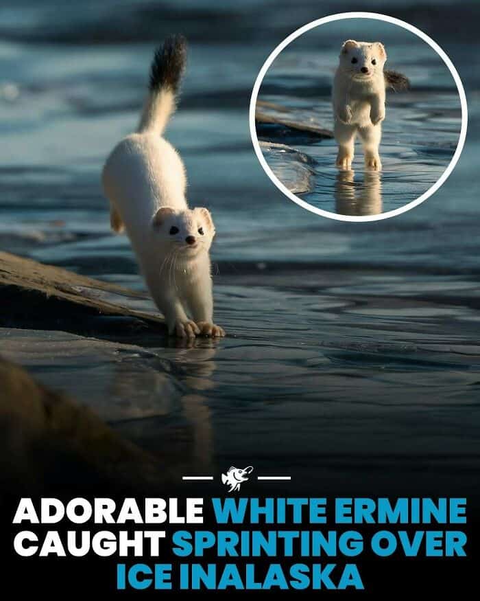 Adorable white ermine running on ice with inset close-up of its face in Alaska.
